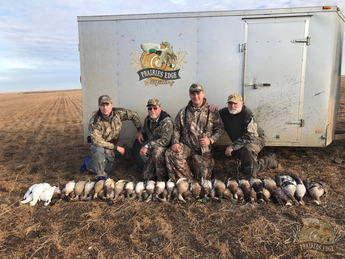 Saskatchewan duck hunt — mallards over decoys