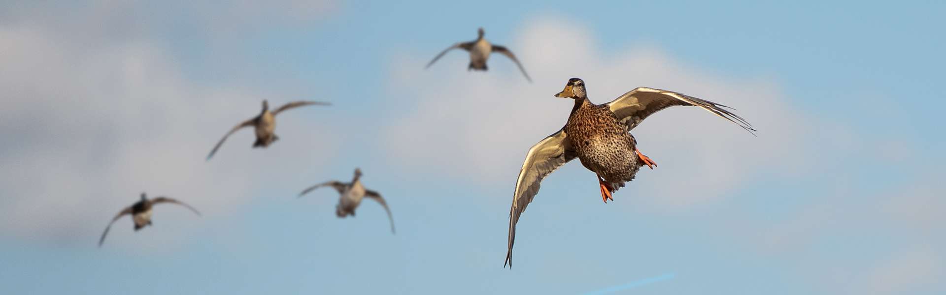 Canada geese hitting the spread