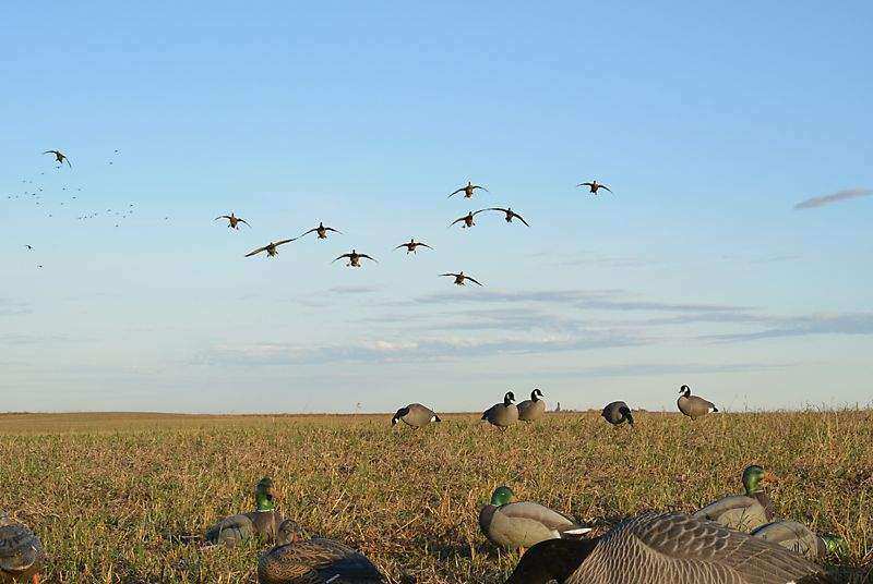 Mallards finishing in the decoys on a guided Saskatchewan duck hunt with Prairies Edge Outfitting
