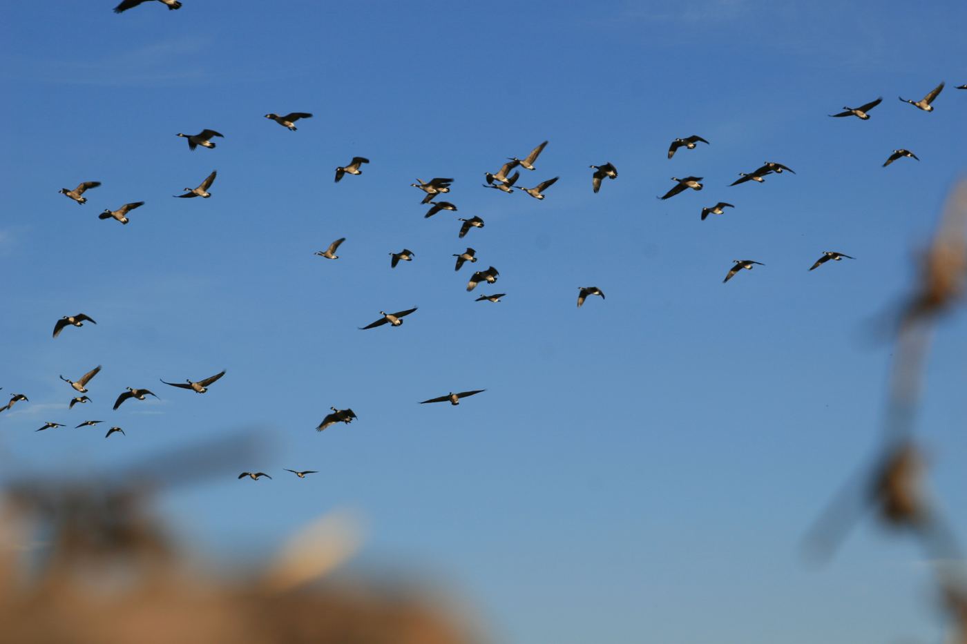 Snow geese against a clear Saskatchewan blue sky on a spring conservation hunt