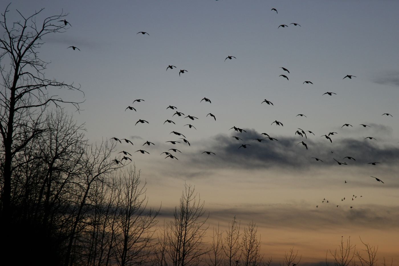 Silhouetted ducks at sunset over the Saskatchewan prairies