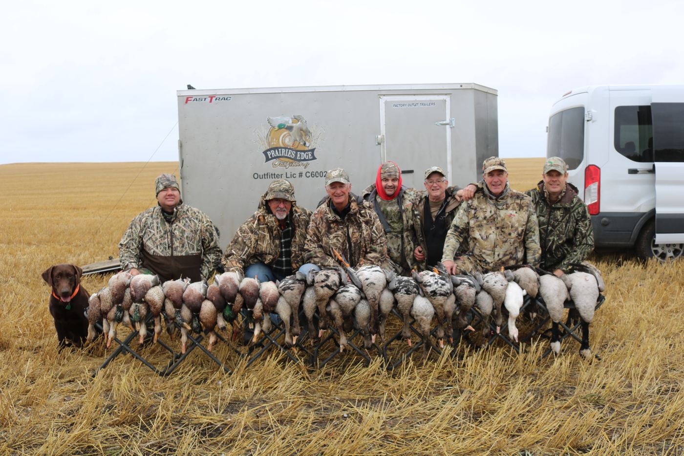 Canada and blue goose pile with the Prairies Edge Outfitting trailer and a black Labrador
