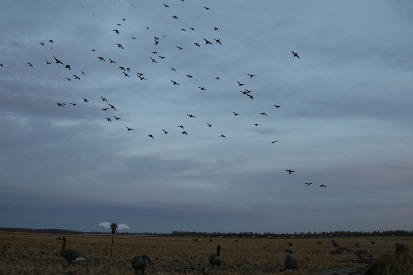 Flock of mallards decoying over the Prairies Edge Outfitting decoy spread on a Saskatchewan field at first light