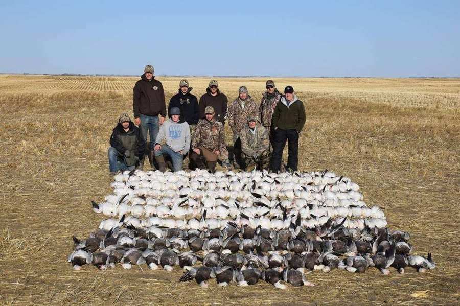 Massive spring snow goose pile from a Saskatchewan conservation hunt with Prairies Edge Outfitting