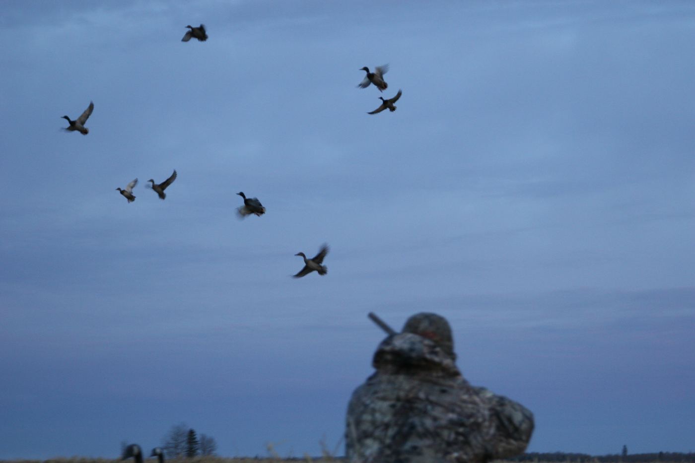 Mallards decoying in over a hunter on a guided Saskatchewan duck hunt