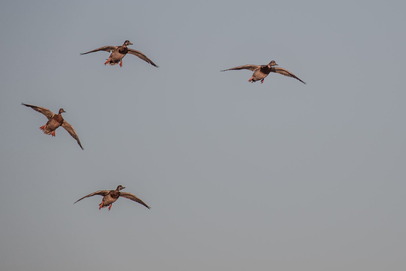 Four ducks cupping their wings low to the decoys on a Saskatchewan field hunt