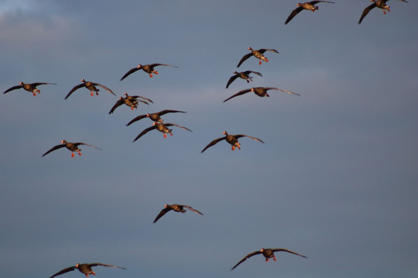 Ducks flying past at golden hour on a Saskatchewan waterfowl hunt