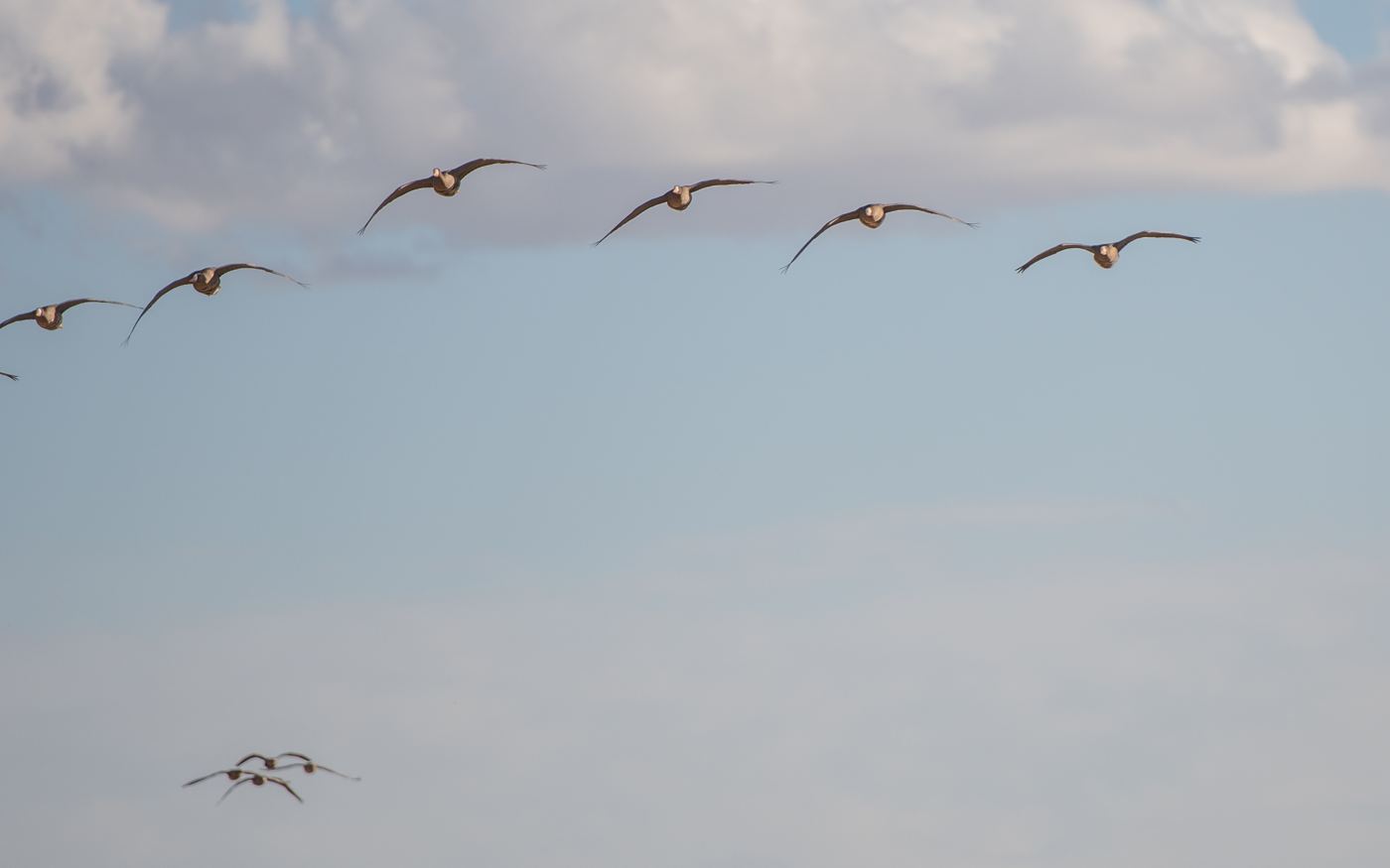 Canada geese in formation flying past at first light on a Saskatchewan goose hunt