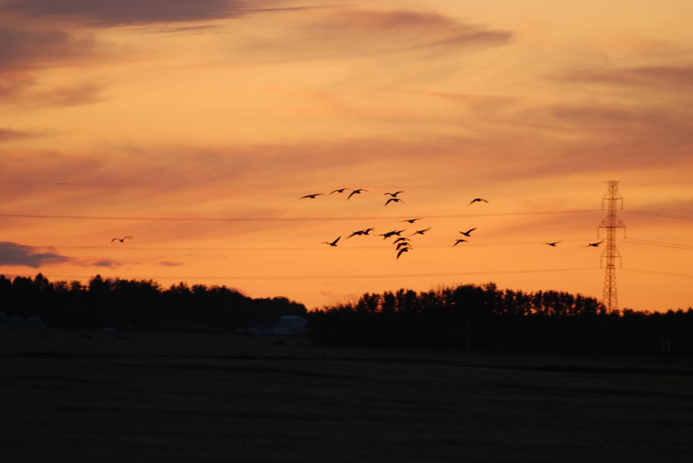 Geese flying in formation at sunset over the Saskatchewan prairies