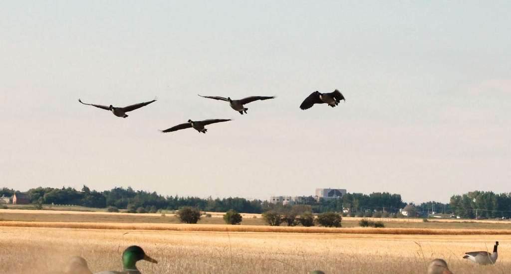Canada geese cupping wings over the decoy spread on a Saskatchewan goose hunt