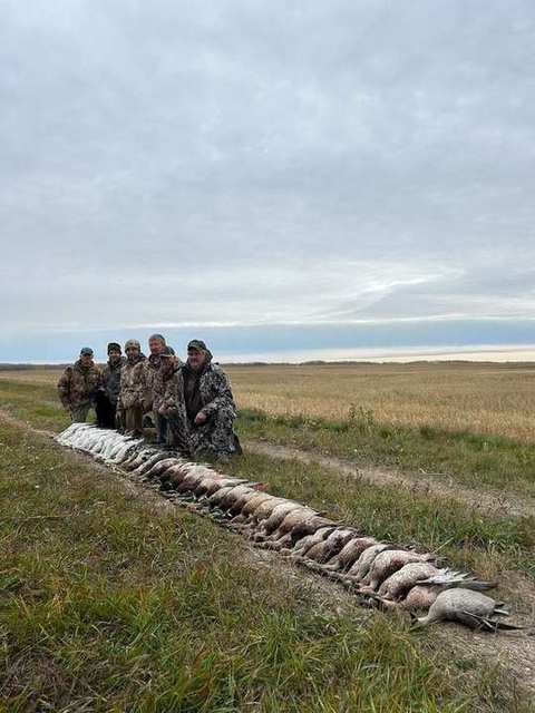Long line of sandhill cranes after a Saskatchewan crane hunt with Prairies Edge Outfitting