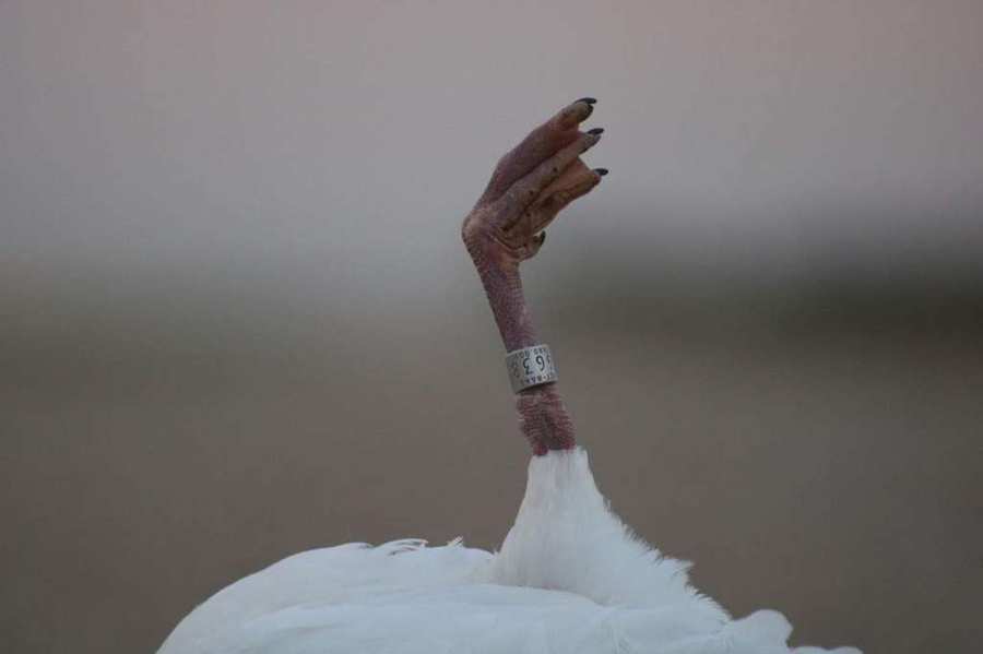 Banded Ducks and Geese, The Ultimate Trophy for Waterfowl Hunters - Prairies Edge Outfitting Saskatchewan waterfowl blog