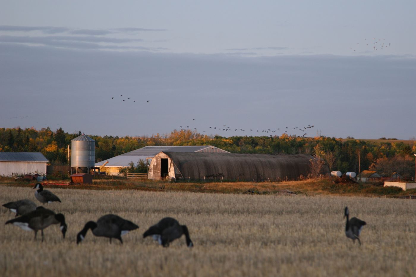 Live Canada geese feeding on a Saskatchewan harvest field with a prairie barn behind