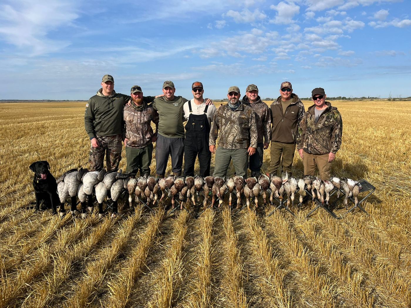 Mixed Canada and snow goose group with hunters and a black Labrador on a Saskatchewan field hunt