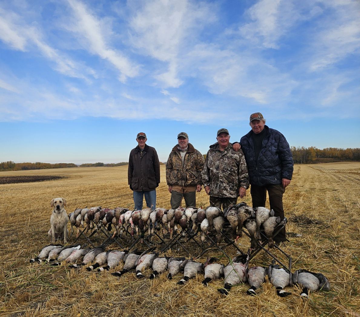Mixed Canada goose and sandhill crane pile with hunters and a yellow Labrador on a Saskatchewan field