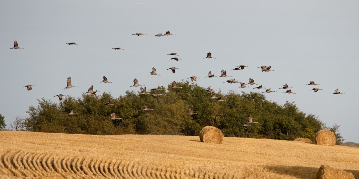 Sandhill cranes flying over a Saskatchewan harvest field with round hay bales