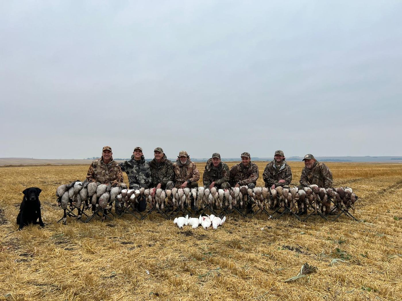 Seven hunters with a long line of sandhill cranes and a black Labrador on a Saskatchewan crane hunt