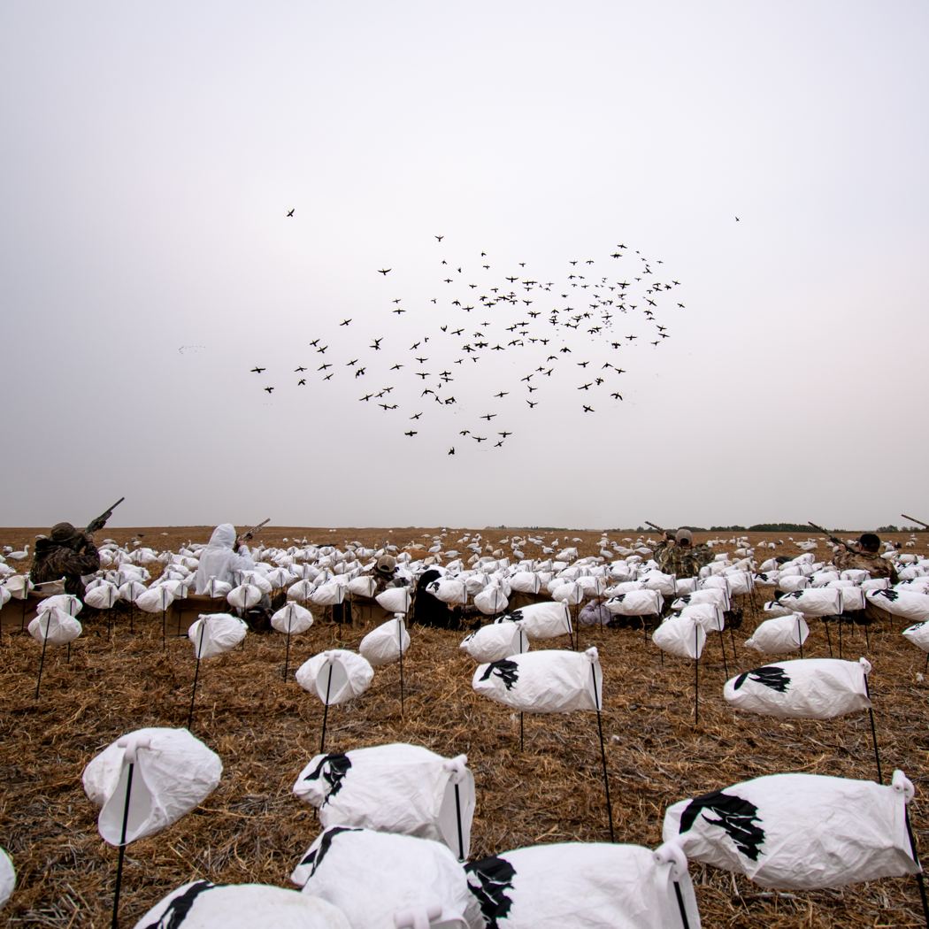 Snow goose decoy spread with a flock returning overhead on a Saskatchewan spring hunt