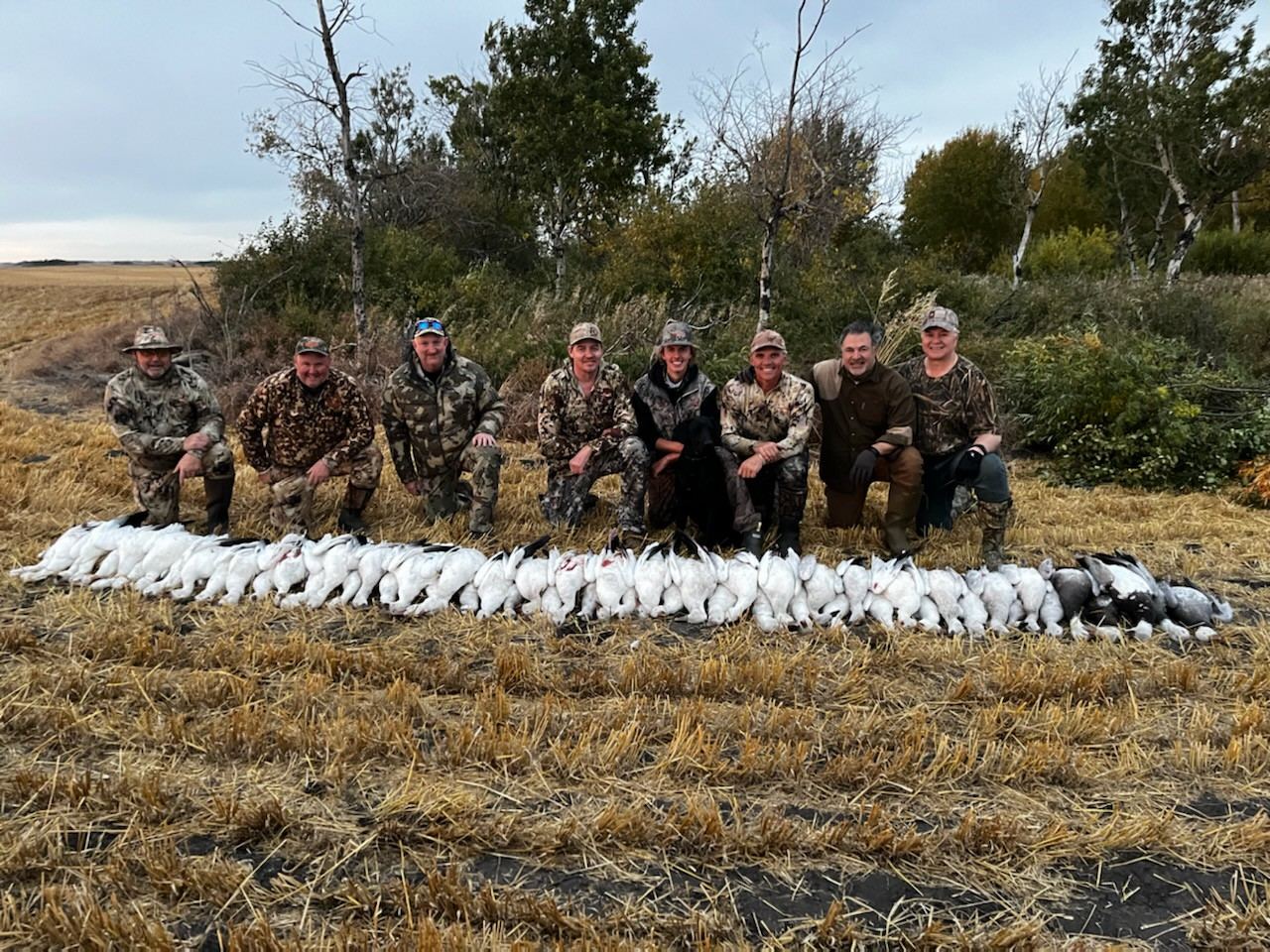 Recent Saskatchewan spring snow goose hunts with Prairies Edge Outfitting