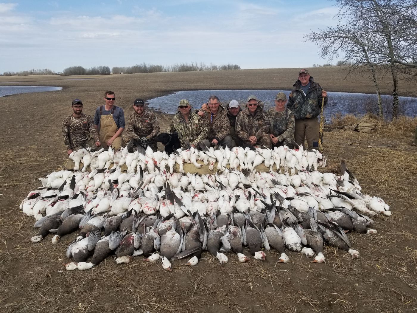 Guided spring snow goose hunts in Saskatchewan with Prairies Edge Outfitting