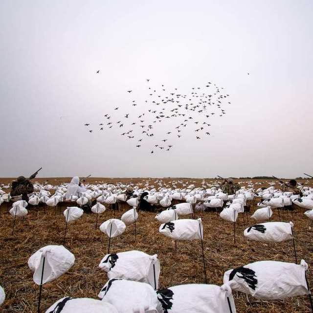 Decoy Spreads for Hunting Snows and Canada’s - Prairies Edge Outfitting Saskatchewan waterfowl blog