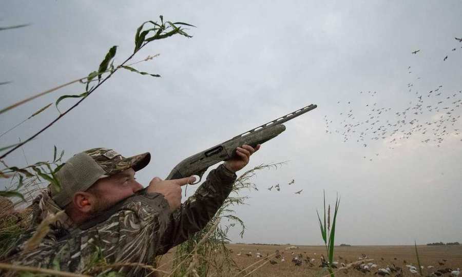 Hunter shouldering a shotgun as snow geese pour in over a Saskatchewan spring decoy spread