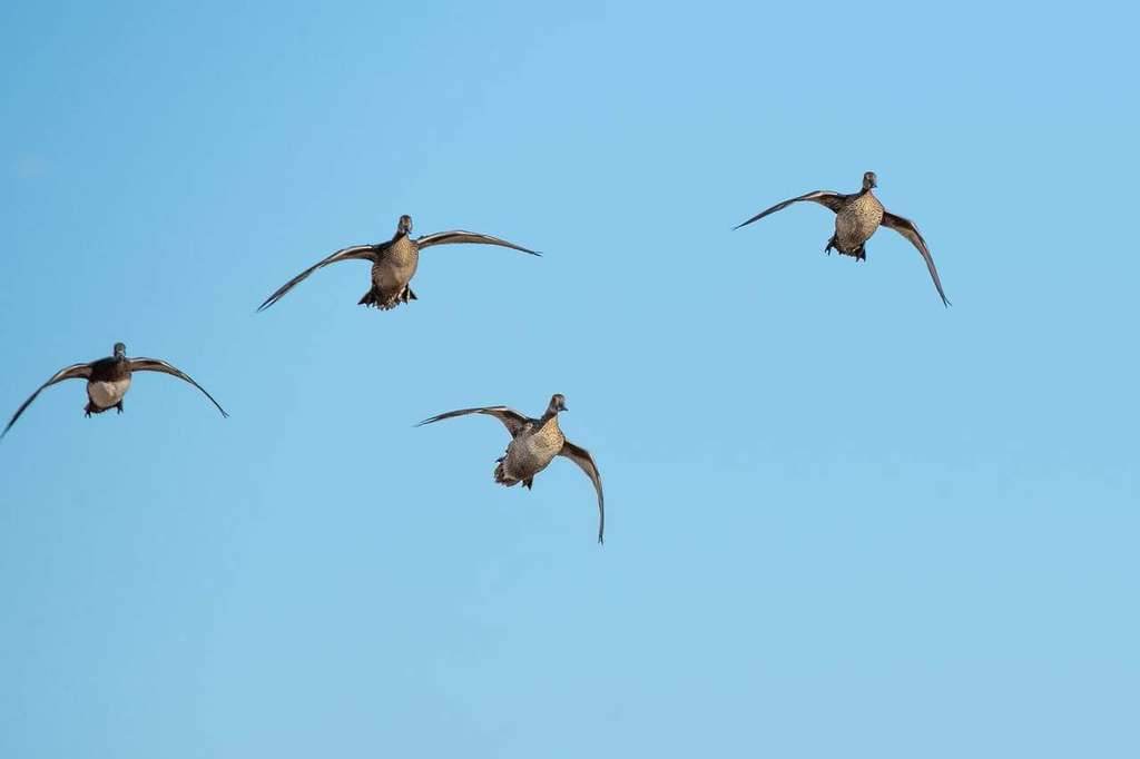 Pintails cupping wings over the decoys on a guided Saskatchewan duck hunt