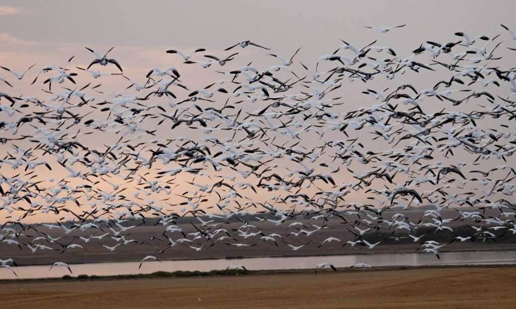 Recent Saskatchewan spring snow goose hunts with Prairies Edge Outfitting