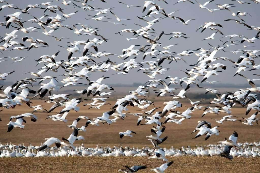 Why U.S. Hunters Are Flocking To Go Duck Hunting In Canada - Prairies Edge Outfitting Saskatchewan waterfowl blog
