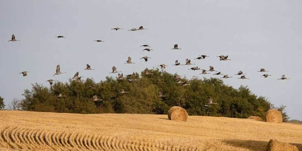 Sandhill cranes flying over Saskatchewan harvest fields