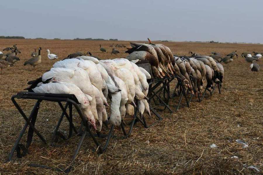 Recent Saskatchewan goose hunts with Prairies Edge Outfitting