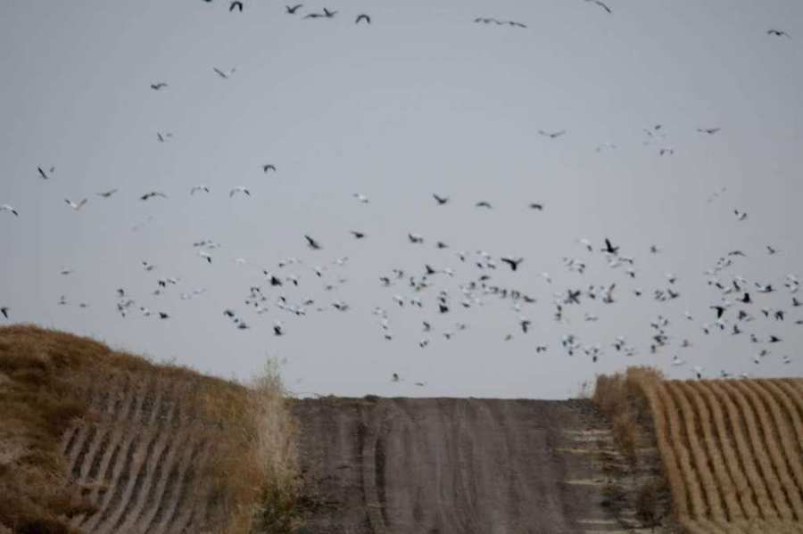 Why Saskatchewan is the Best Waterfowl Hunting Destination in Canada - Prairies Edge Outfitting Saskatchewan waterfowl blog