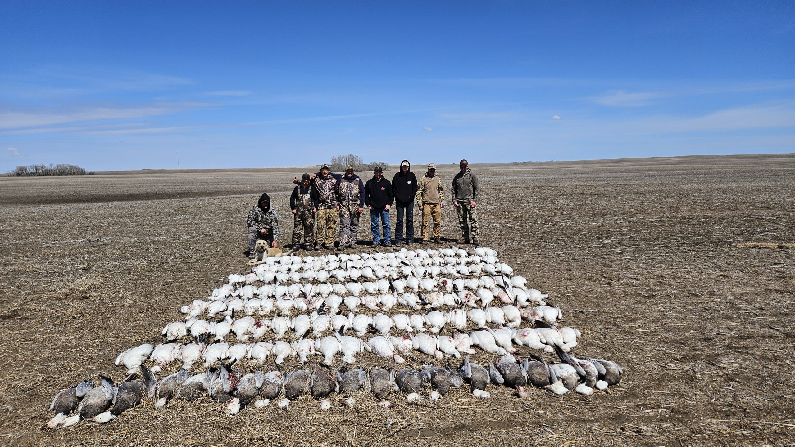 Spring snow goose hunting Saskatchewan