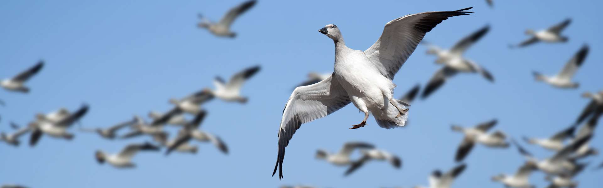 Saskatchewan waterfowl hunt — Prairies Edge Outfitting