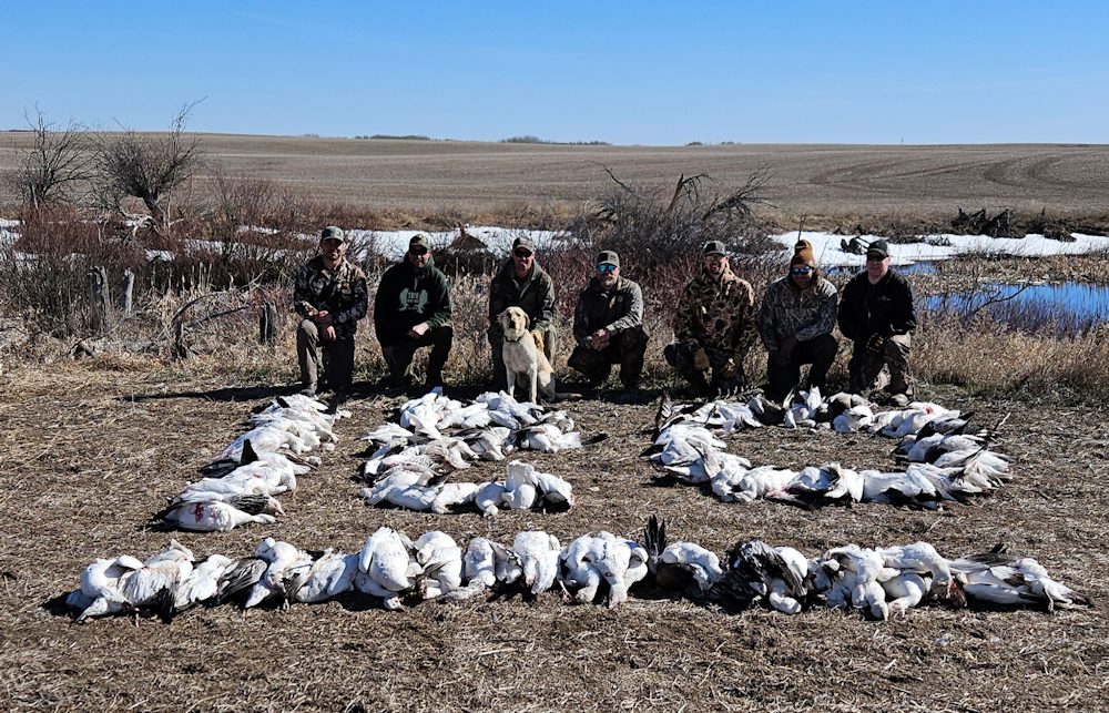 Fully Guided Conservation Snow Geese Hunts Fully Guided Conservation Snow Geese Hunts