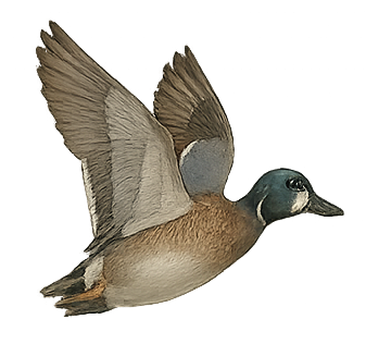 Waterfowl ID: Blue-winged Teal Waterfowl ID: Blue-winged Teal