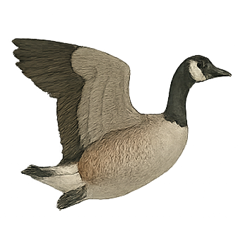 Waterfowl ID: Canada Goose Waterfowl ID: Canada Goose