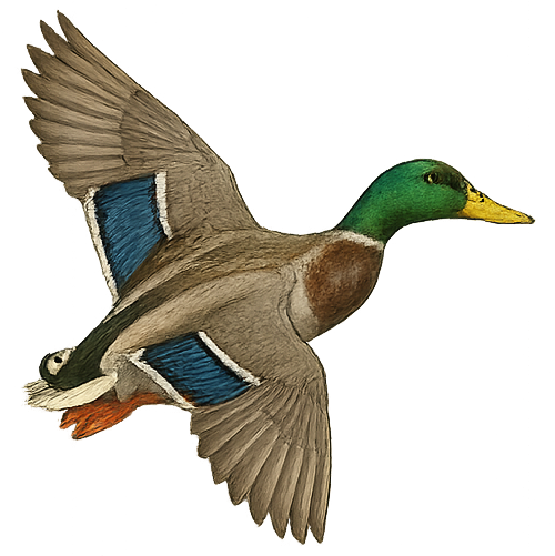 Mallard Drake Duck Illustration Mallard Drake Duck Illustration