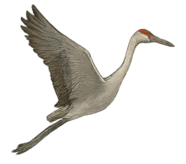 Waterfowl ID: Sandhill Crane Waterfowl ID: Sandhill Crane