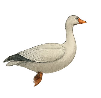 Waterfowl ID: Snow Goose Waterfowl ID: Snow Goose