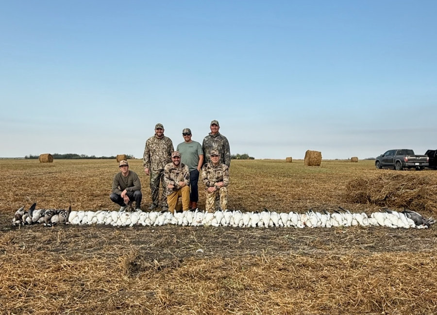 Hunt Geese In Fields Saskatchewan Hunt Geese In Fields Saskatchewan