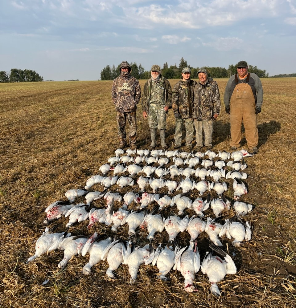 Hunt Geese In Fields Saskatchewan Hunt Geese In Fields Saskatchewan