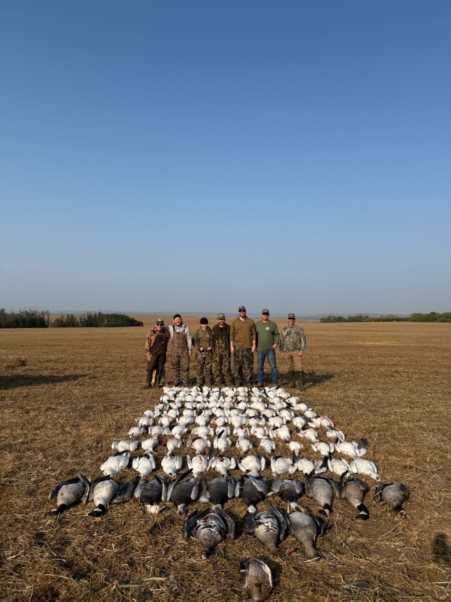 Hunt Geese In Fields Saskatchewan Hunt Geese In Fields Saskatchewan