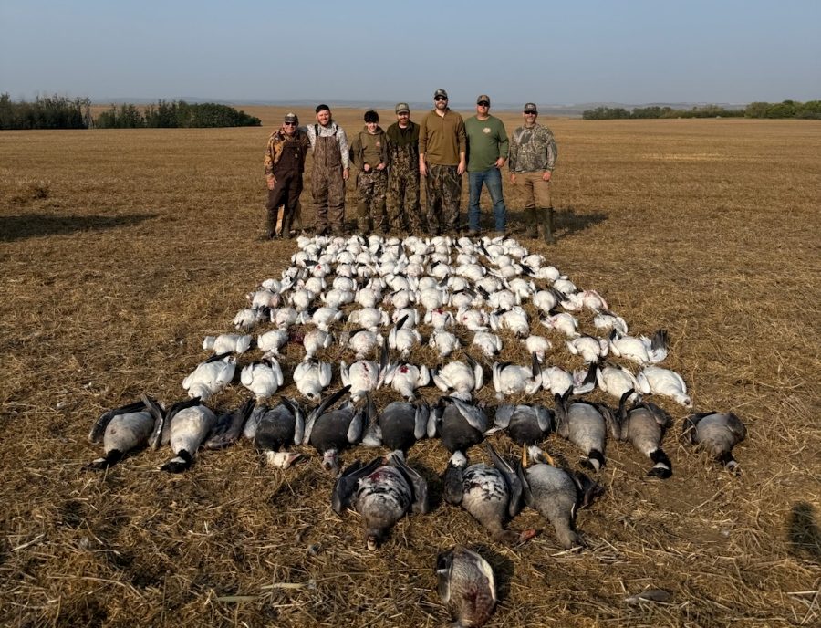 Hunt Geese In Fields Saskatchewan Hunt Geese In Fields Saskatchewan