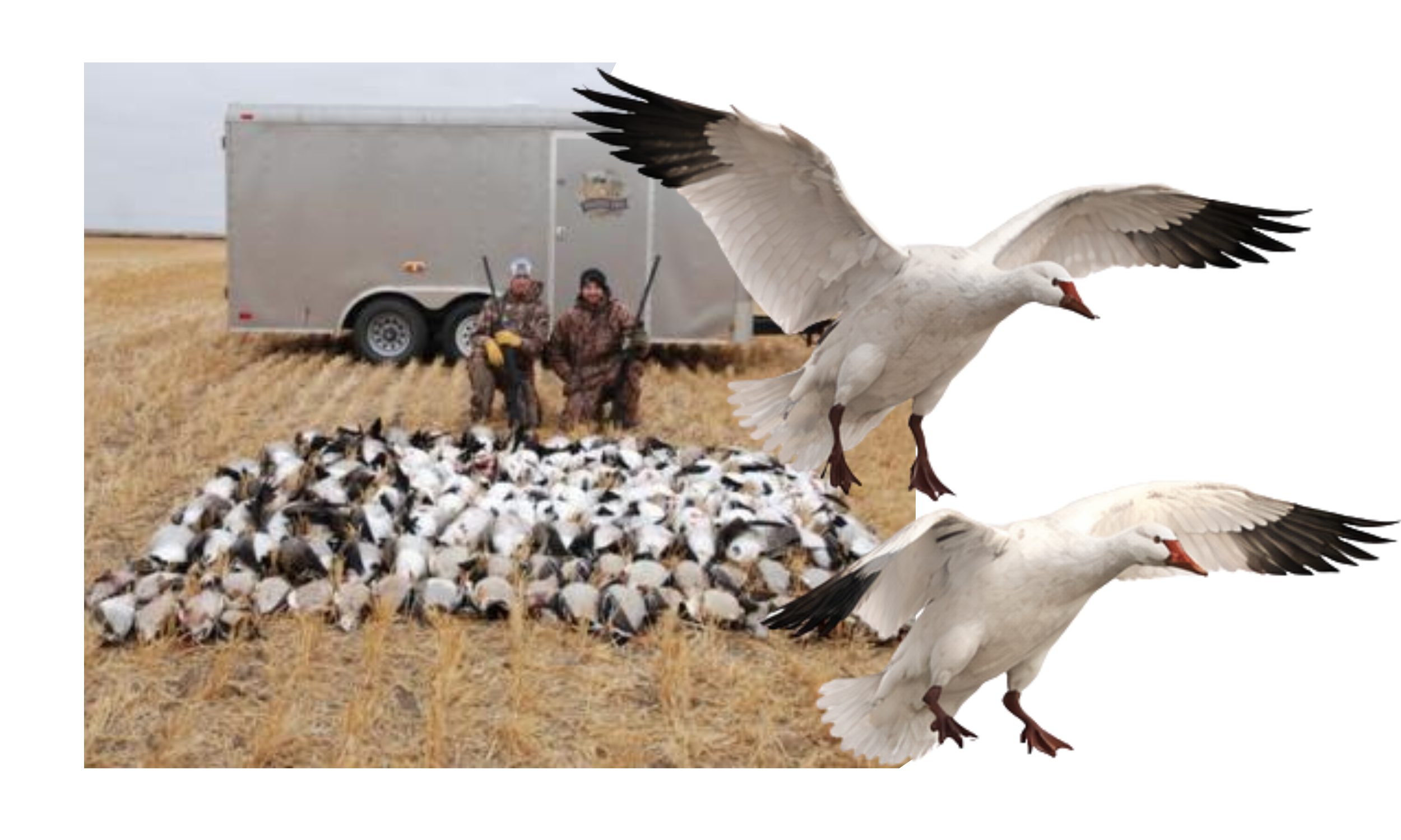 Guided Spring Snow Goose Hunts in SK
